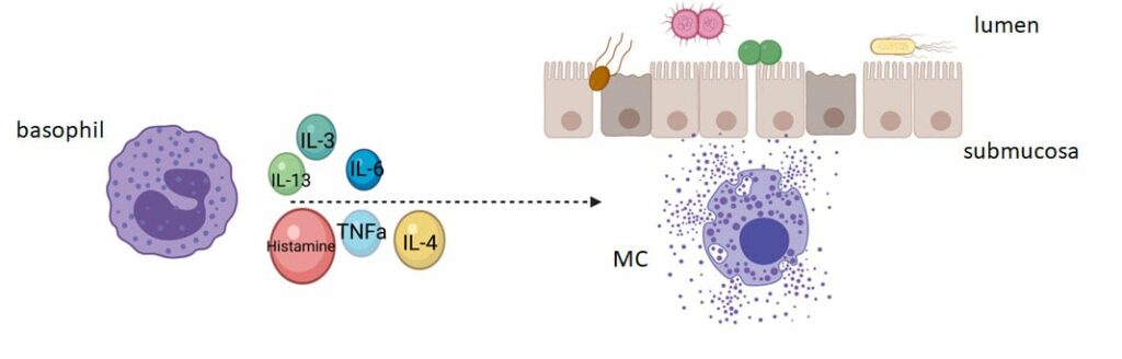 The Gut Barrier showing basophils and mast cells